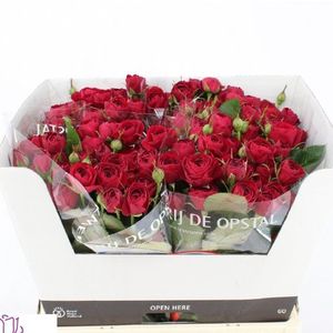 ROSE BR. RUBY BIJOUX 70